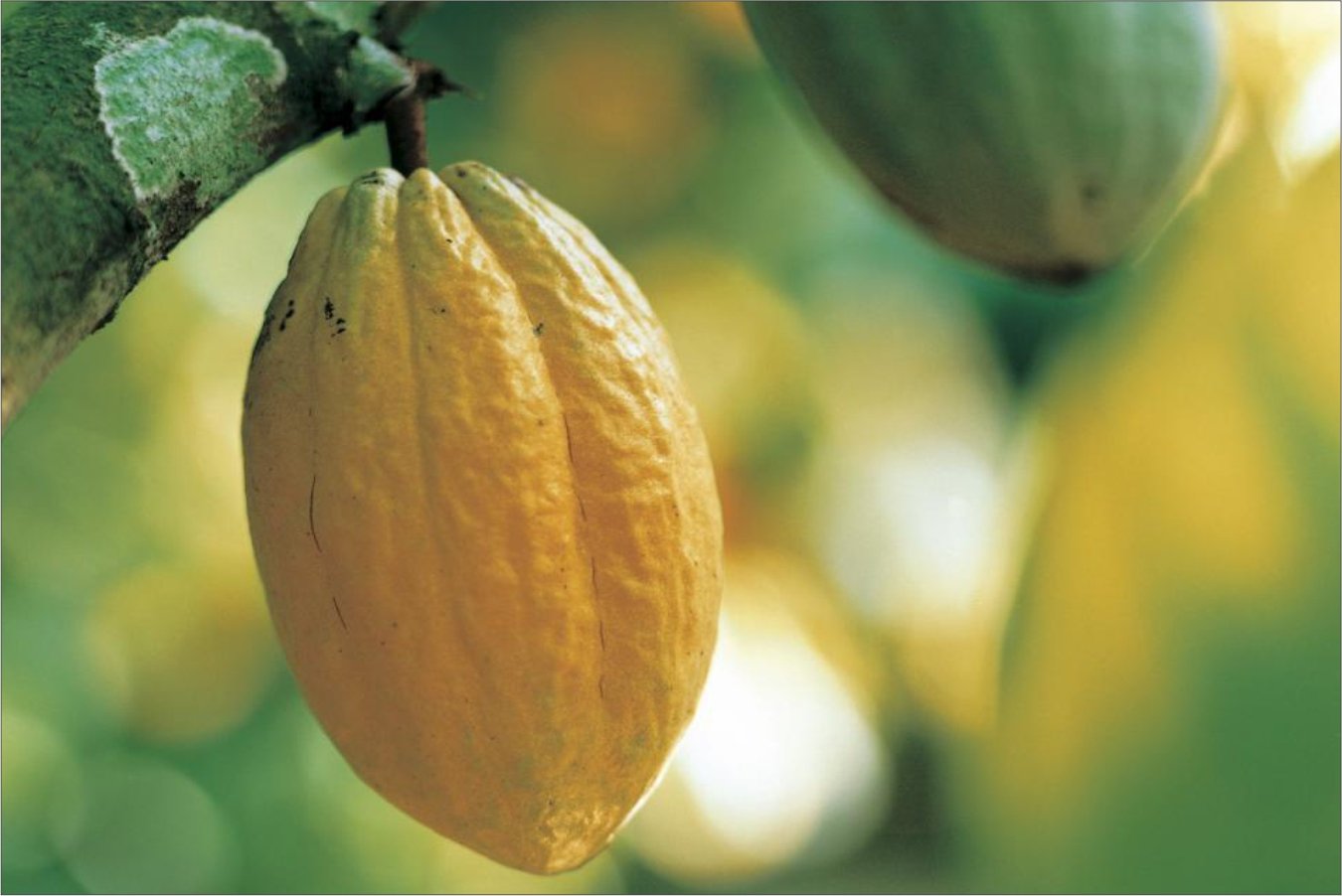 coco header image by aariafoods
